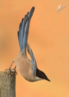 Straka modra - Cyanopica cyanus - Azure-winged Magpie 3492